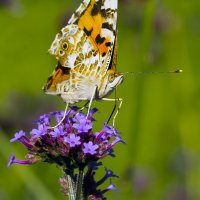 Bienen und Schmetterlinge